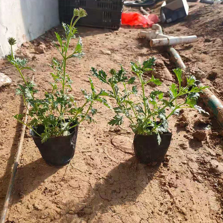芝樱小苗 青州种植基地丛生福禄考行情 观赏价值高