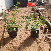 芝樱小苗 青州种植基地丛生福禄考行情 观赏价值高