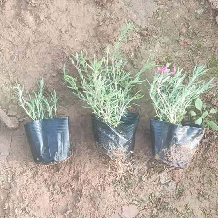 青州花卉观赏用芝樱苗 质优价廉 丛生福禄考行情