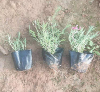 青州花卉观赏用芝樱苗 质优价廉 丛生福禄考行情