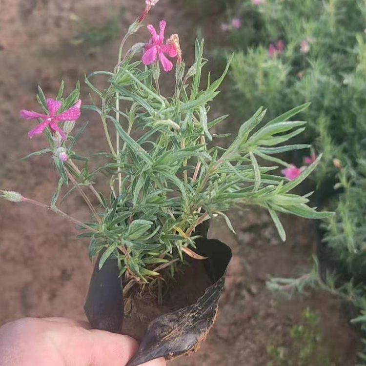 泽鑫种植基地丛生禄福考小苗 打造网红花海 丛生福禄考行情