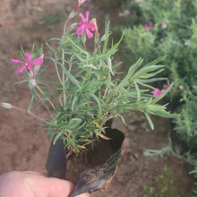 泽鑫种植基地丛生禄福考小苗 打造网红花海 丛生福禄考行情