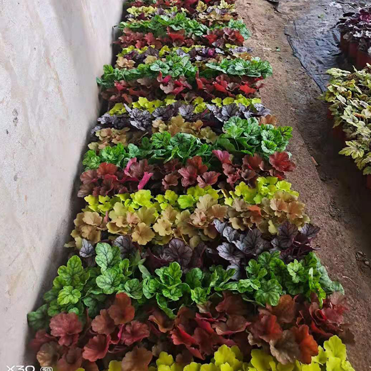 矾根苗 青州花卉矾根行情 绿化植被