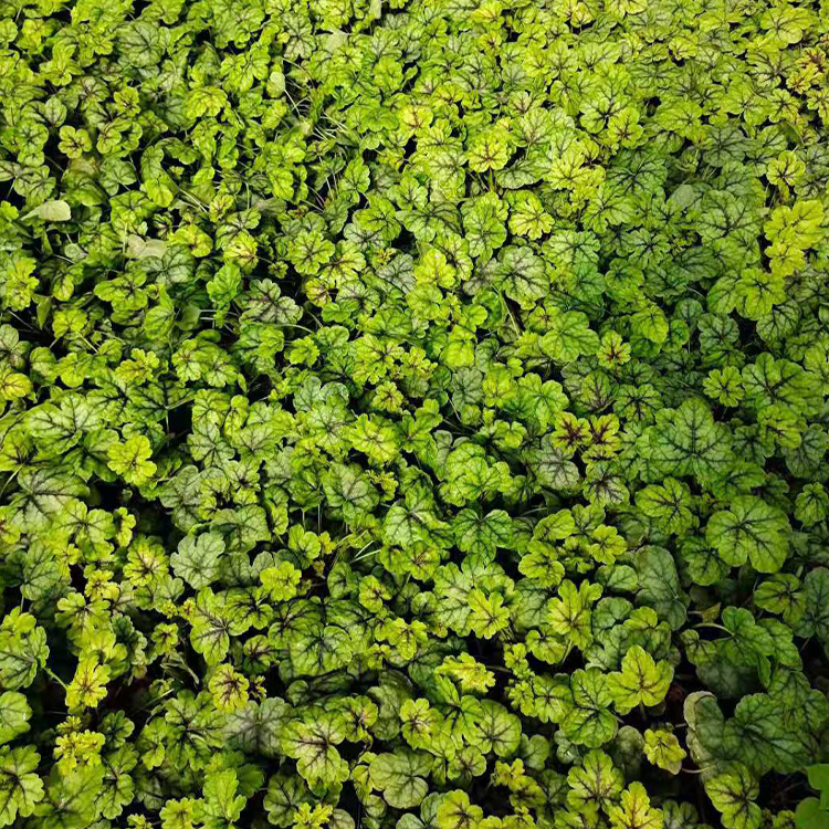 多色矾根 青州花卉矾根报价 绿化植被