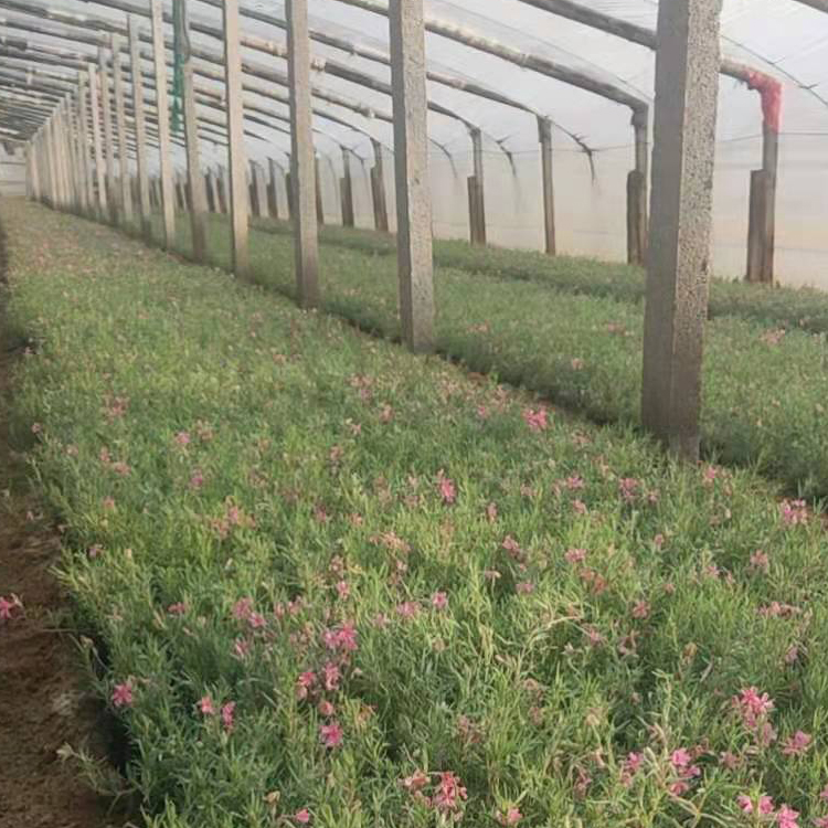 青州花卉丛生禄福考小苗 质优价廉 丛生福禄考报价