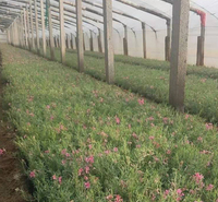 青州花卉丛生禄福考小苗 质优价廉 丛生福禄考报价