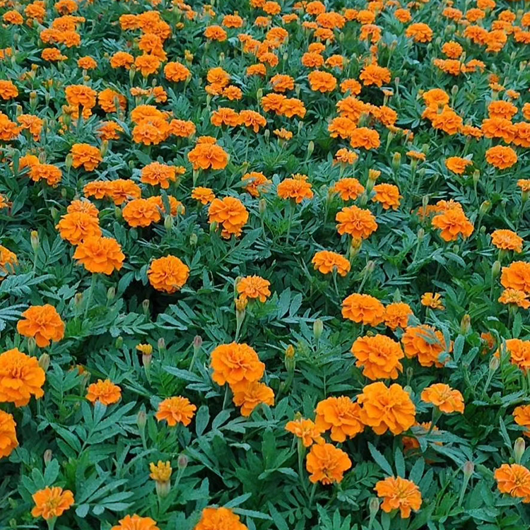 孔雀草 一年生草本花卉 青州苗木 孔雀草批发
