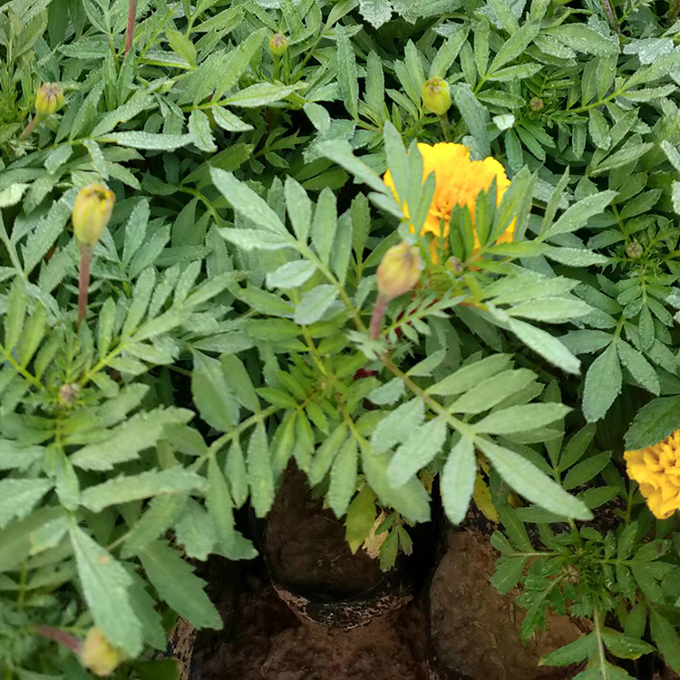 孔雀草 青州草花 苗圃供应 孔雀草价格