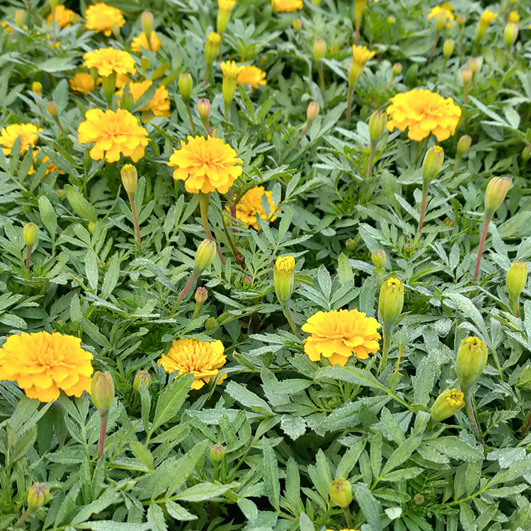 孔雀草批发 一年生草本花卉 孔雀草小苗