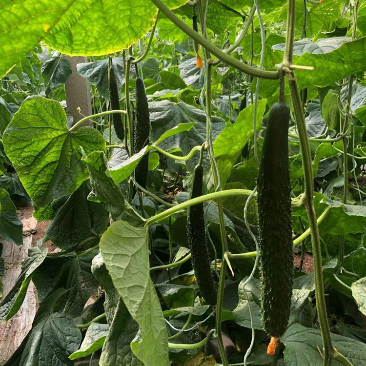 山东生产基地培育瓜条顺直黄瓜种苗    瓜条顺直黄瓜种苗大量发货