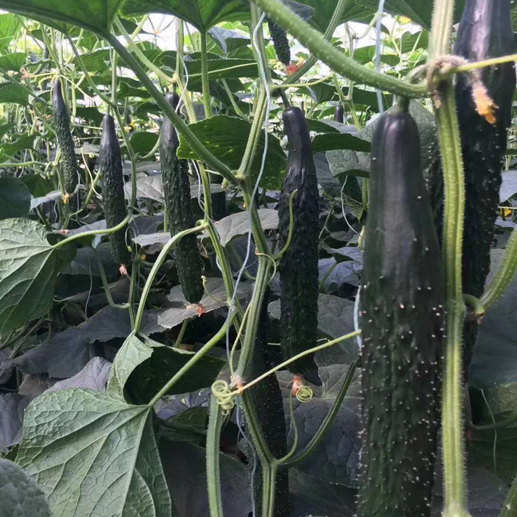 寿光常年出售黑油量型黄瓜种苗    黑油量型黄瓜种苗大果型长势好
