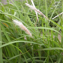 茅草基地 河北白茅批发 江瑞水生植物