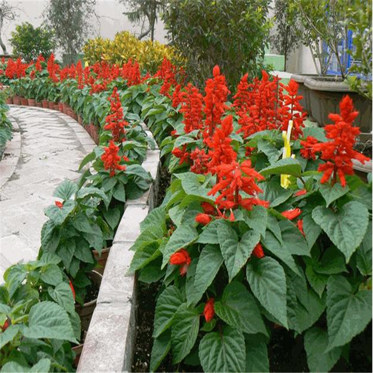 湖南一串红供应 绿化花卉一串红批发 江瑞