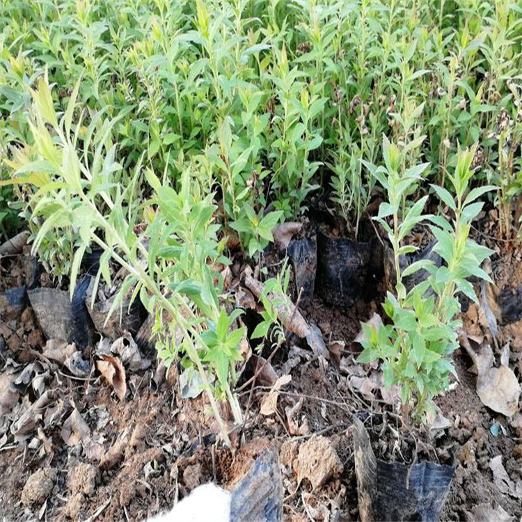 河北珍珠绣线菊基地 江瑞园艺 现货供应欢迎选购