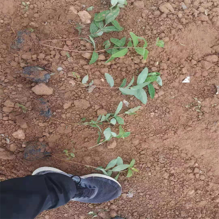 湖南金丝桃批售 江瑞 盆栽金丝桃基地