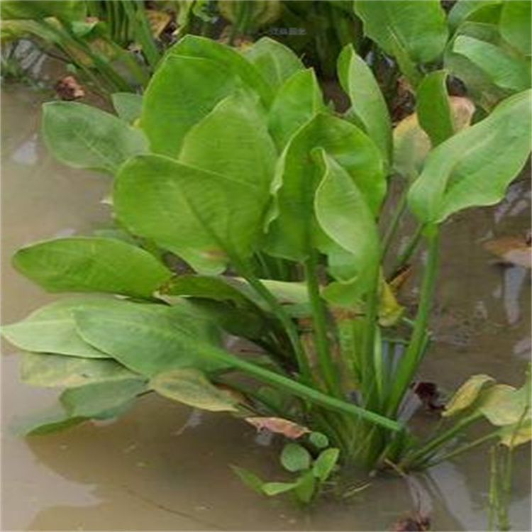 贵州泽泻批发 水生植物泽泻供应 江瑞