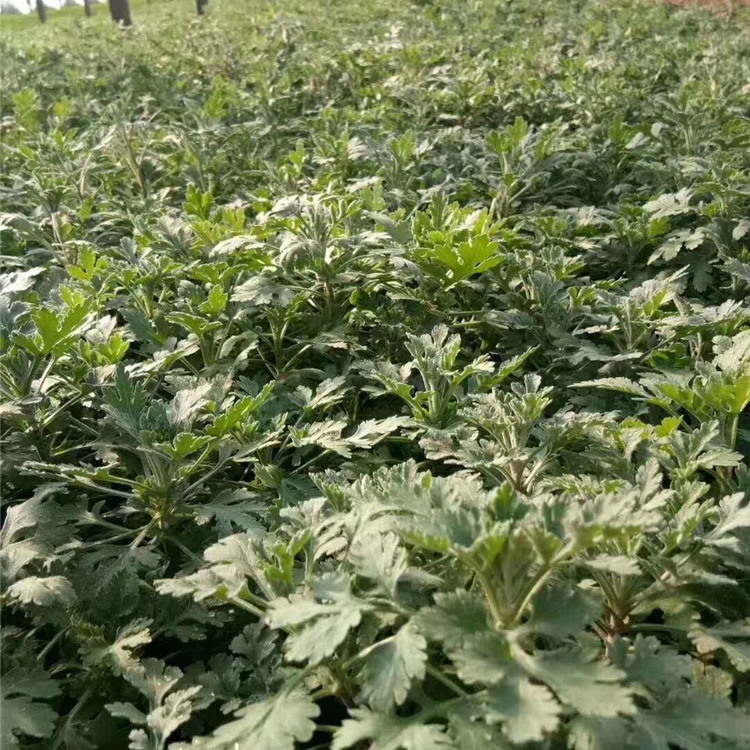 峻赫  宿根基地直供地被菊  自然成型  观赏性好