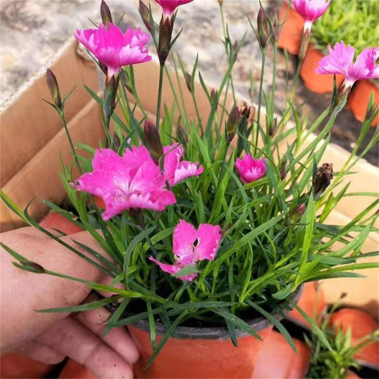 宸涵  欧石竹批发商  “开花草坪”