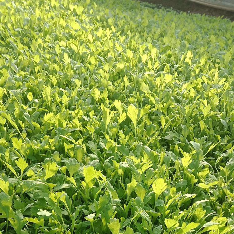 宸涵  冰岛虞美人供应  抗寒耐旱