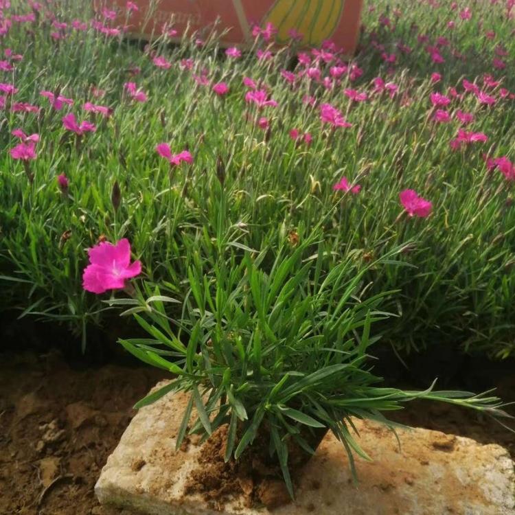 宸涵  欧石竹穴盘苗  浅色系草花