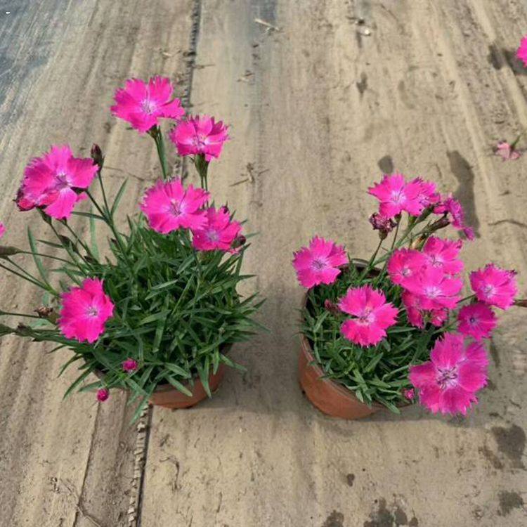 宸涵  基地供应欧石竹  “开花草坪”
