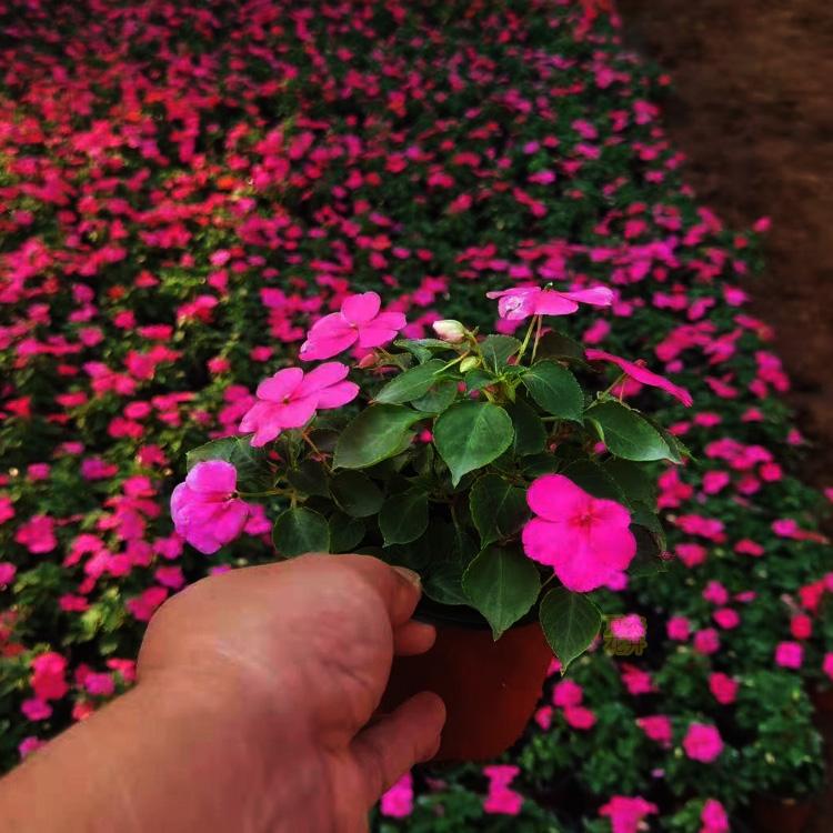 宸涵  绿化工程用苗非洲凤仙  花型美观姿态优美