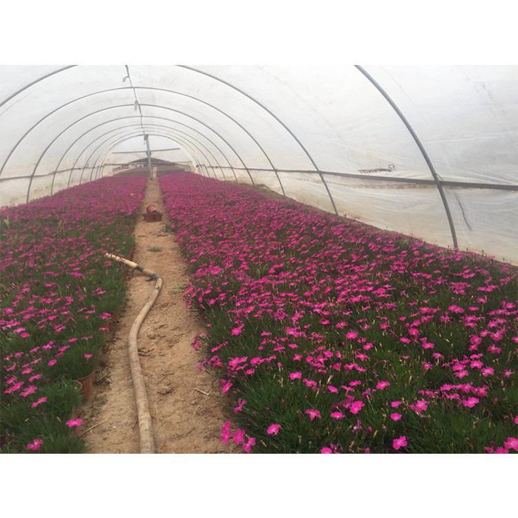 宸涵  欧石竹小苗培育  植株低矮公园草点缀