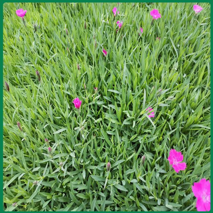 宸涵  花海用花欧石竹杯苗  植株低矮公园草点缀