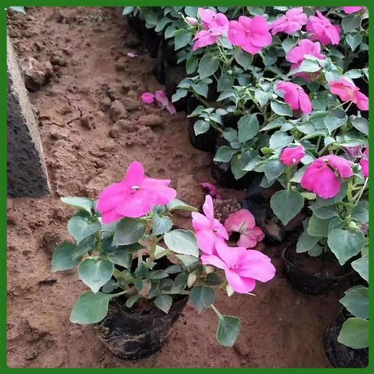 宸涵  非洲凤仙盆栽供应  花色多样，观赏性好