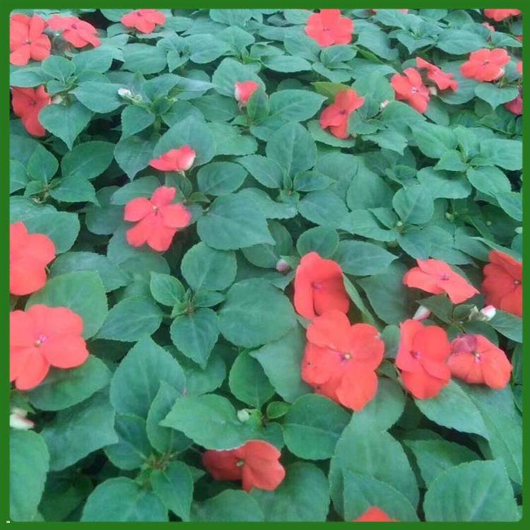 宸涵  非洲凤仙小苗  花色多样，观赏性好