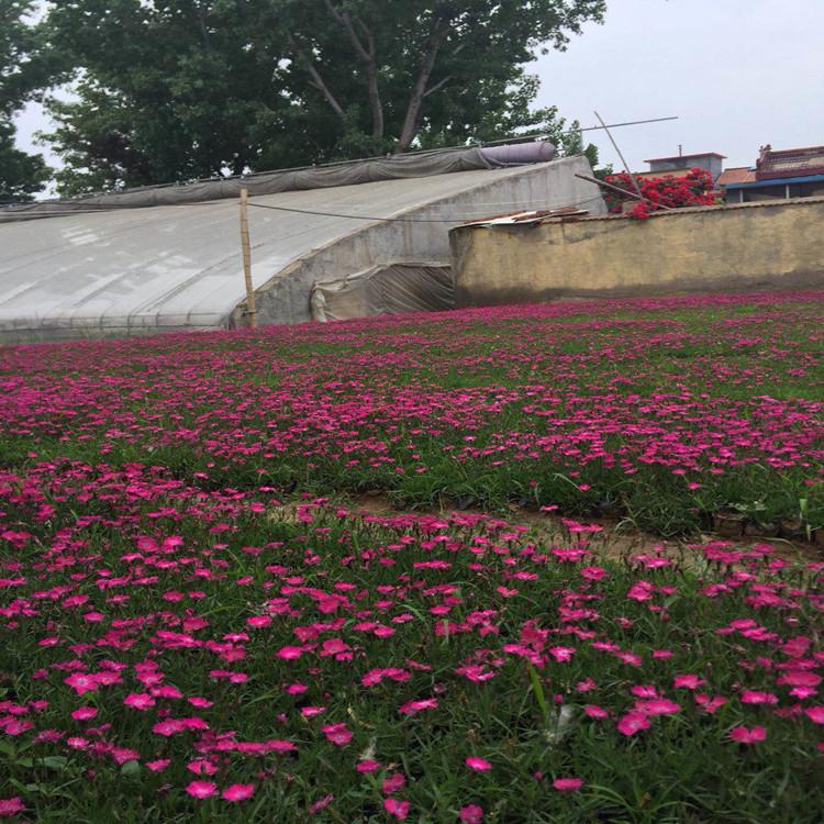 宸涵  花海用花欧石竹杯苗  可用于花海打造