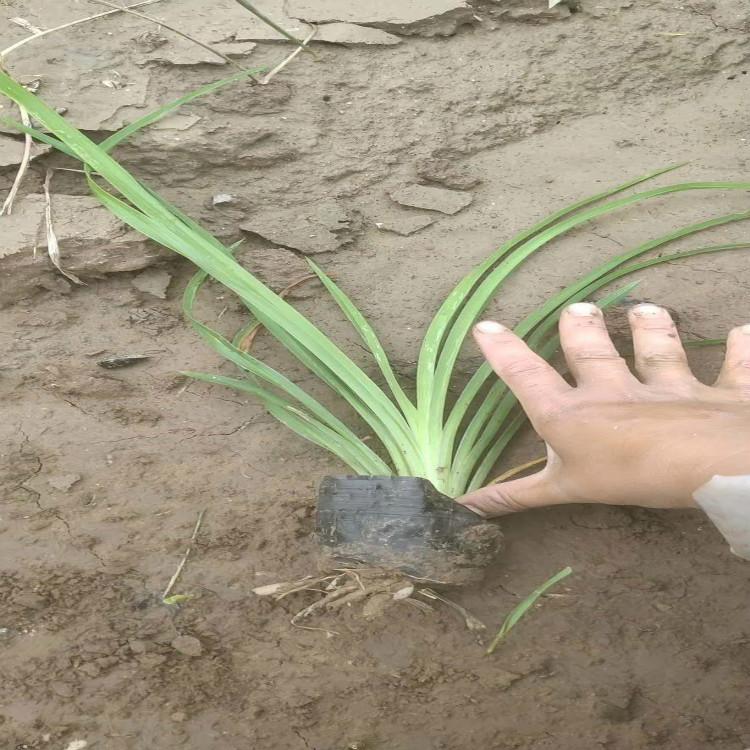 宸涵  金娃娃萱草行情  花期长