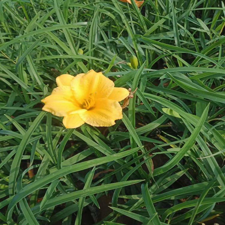 宸涵  金娃娃萱草种植基地  花径大