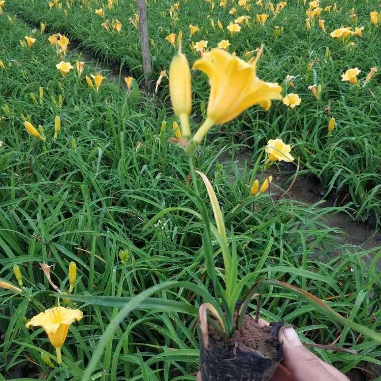 宸涵  金娃娃萱草培育  花期长