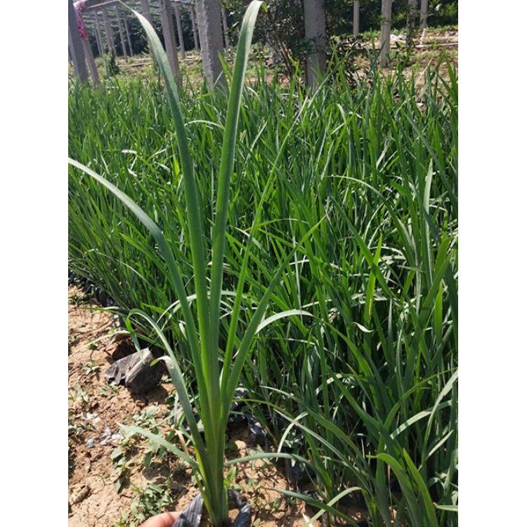 青州马兰花批发 马兰购买基地 马兰行情