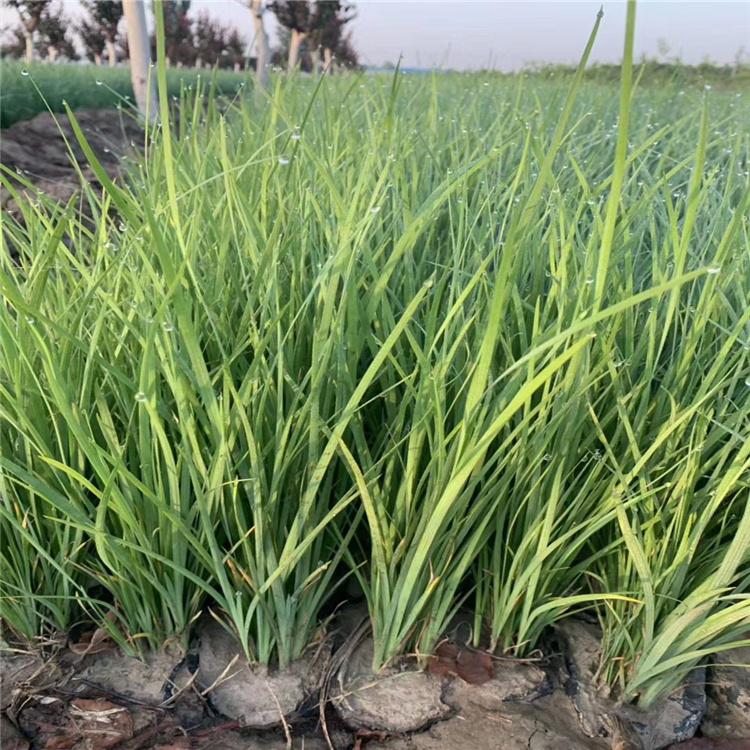 宿根花卉马兰 地被植物马兰杯苗 慧帆花卉为您服务