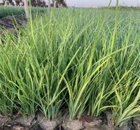 宿根花卉马兰 地被植物马兰杯苗 慧帆花卉为您服务