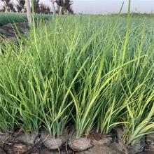 宿根花卉马兰 地被植物马兰杯苗 慧帆花卉为您服务