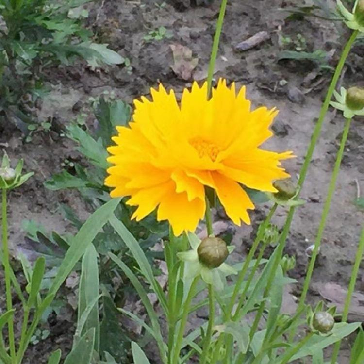 基地供应 金鸡菊杯苗 花海景观花卉 慧帆花卉批发