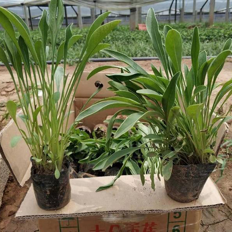 慧帆大量供应金鸡菊 观赏用金鸡菊批发 量大从优
