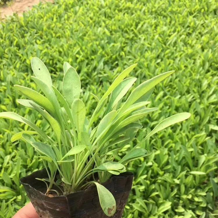观赏价值高的金鸡菊 金鸡菊小苗 山东草花供应商