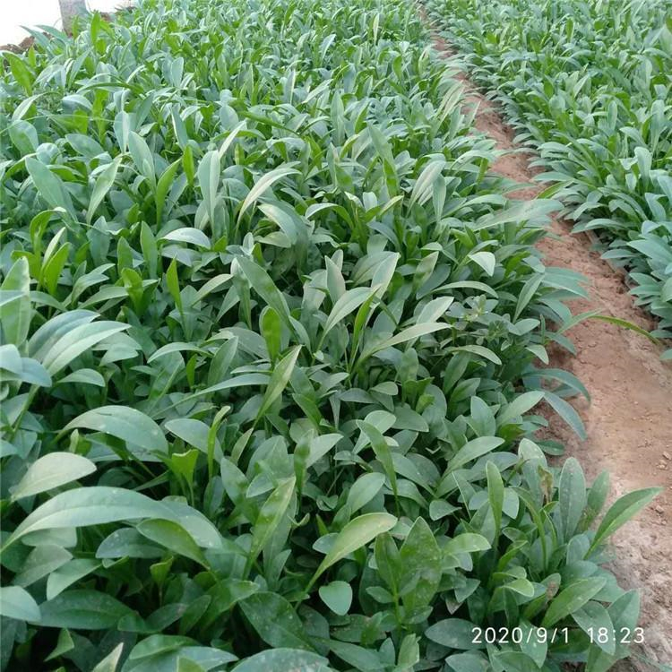 地被草花金鸡菊 工程绿化用大花金鸡菊杯苗供应