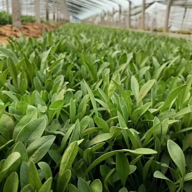金鸡菊 上盆金鸡菊价格 慧帆花卉基地批发