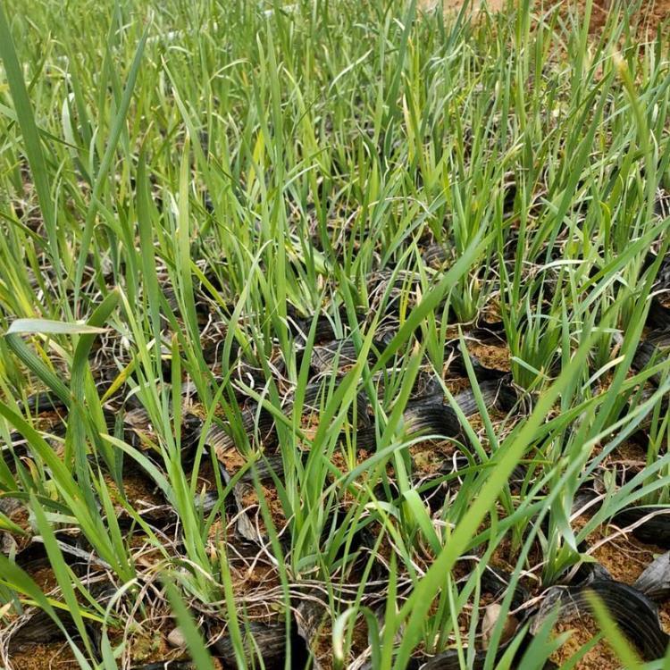 苗圃大量供应 马蔺 马兰价格 慧帆马蔺批发