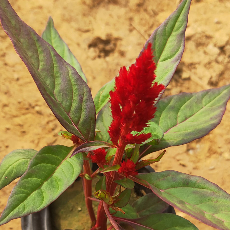 鸡冠花盆栽 青州种植基地一支笔批发 庭院用植物