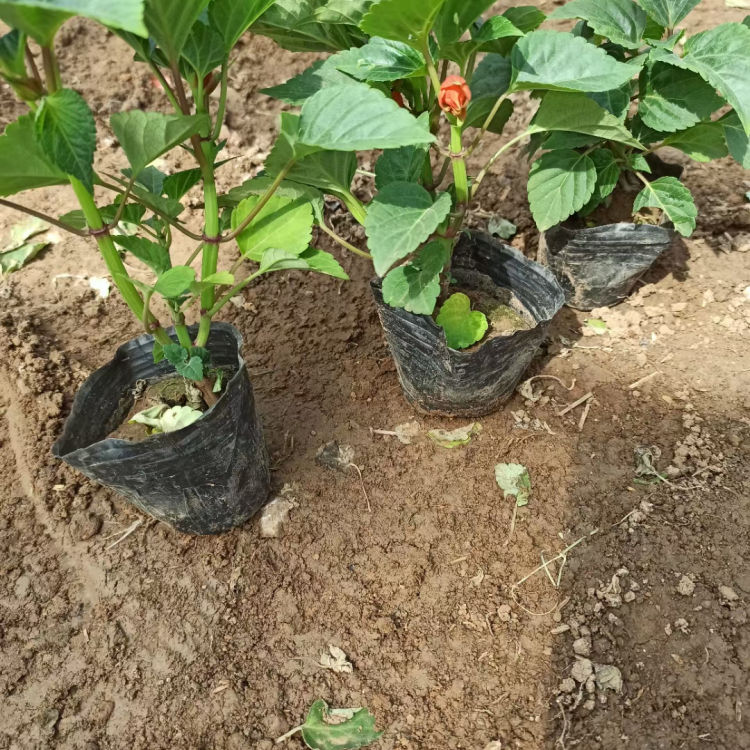 青州种植基地一串红小苗 宜用于花坛 一串红供应