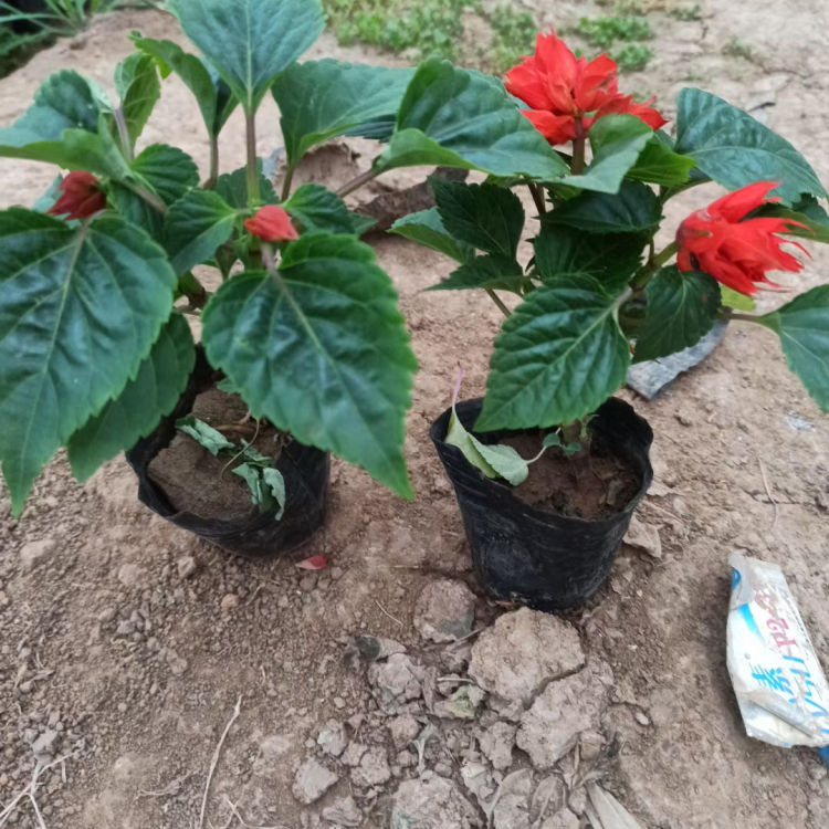 青州种植基地一串红苗 质优价廉 一串红行情