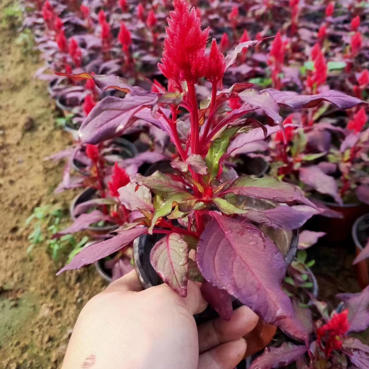 花坛用鸡冠花 山东一支笔价格 质优价廉