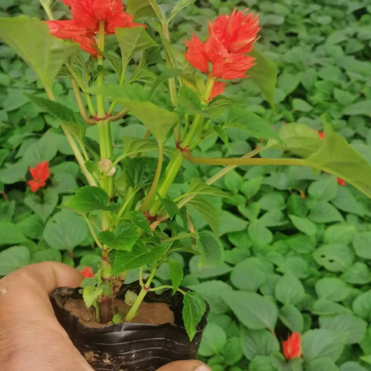 青州种植基地一串红小苗 宜用于花坛 一串红报价