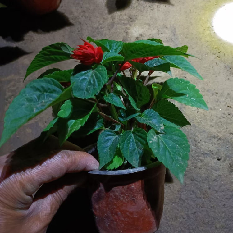 象牙红 青州种植基地一串红批发 亚灌木状草本